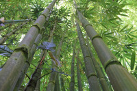 Bambusul