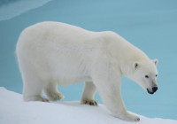 Ursul Polar - Regele Arcticii